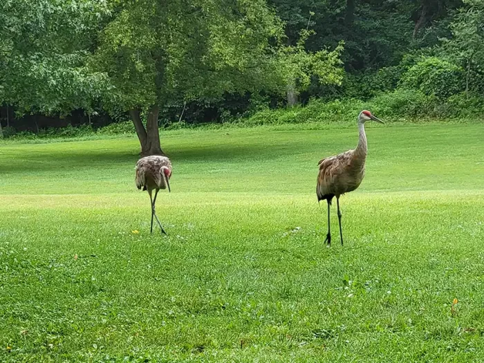 pokagon-state-park-cranes